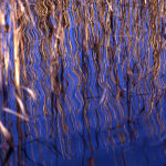 Sky reeds #4