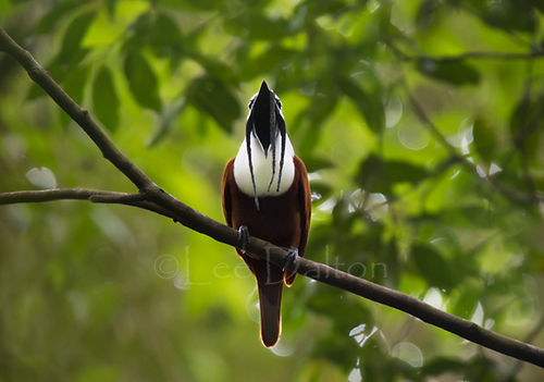 Three-wattled Bellbird