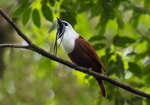 Three-wattled Bellbird