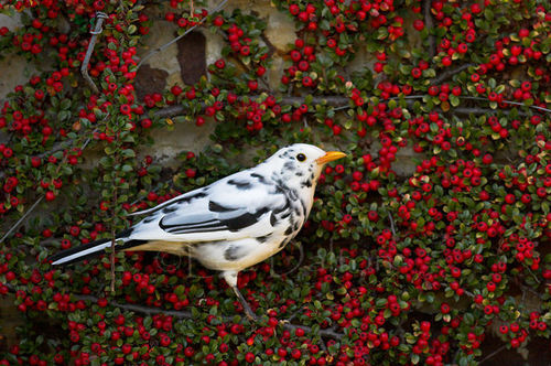 ALBINO BLACKBIRD