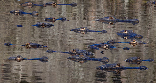 American Alligators