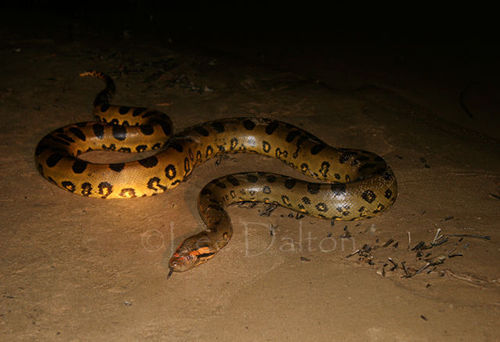 GREEN ANACONDA