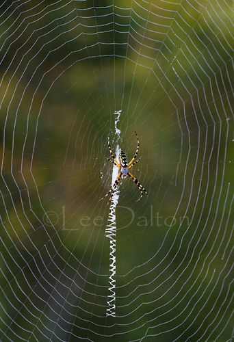 YELLOW GARDEN SPIDER