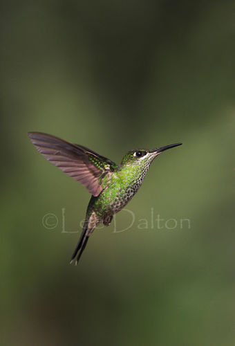 VIOLET-FRONTED BRILLIANT HUMMINGBIRD