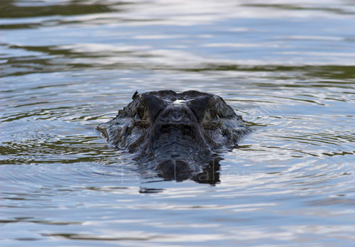 Black Caiman