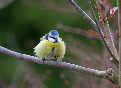 Blue Tit