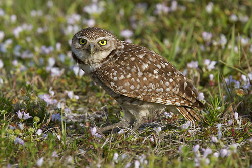 Burrowing Owl