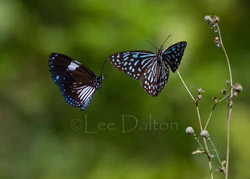Tropical Butterflies