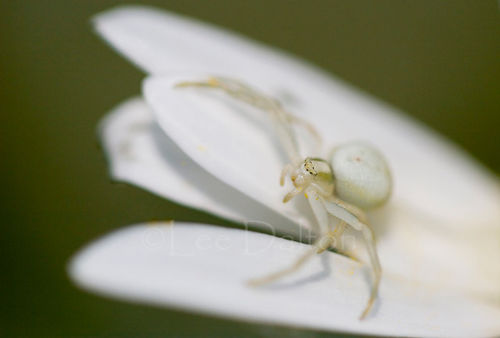CRAB SPIDER