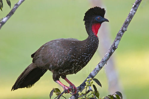 Crested Guan