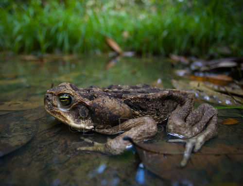 CANE TOAD