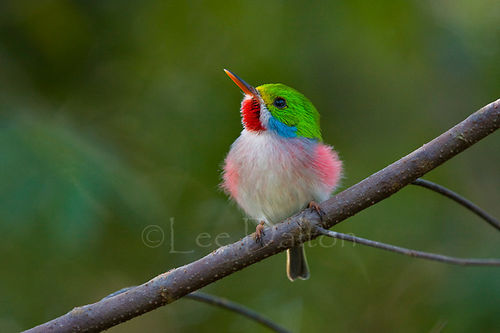 Cuban Tody