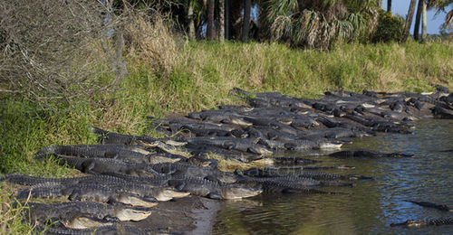 'Deep hole' alligators