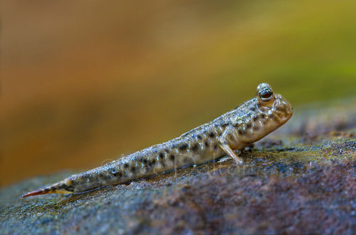 Dusky-gilled mudskipper