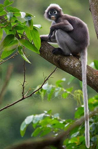 Dusky Langur