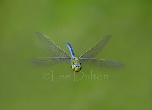 EMPEROR DRAGONFLY