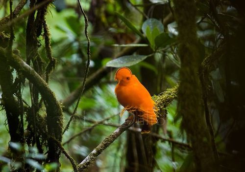 GUIANAN COCK OF THE ROCK