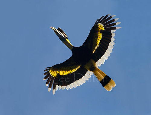 Great Hornbill