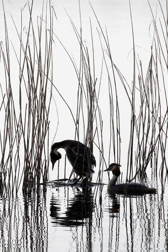 Great-crested grebes