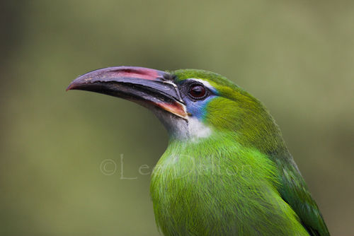 Groove-billed Toucanet