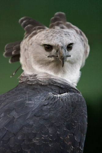 Harpy Eagle