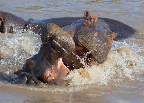 Hippos
