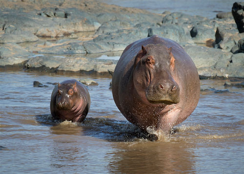 Hippo mother and young