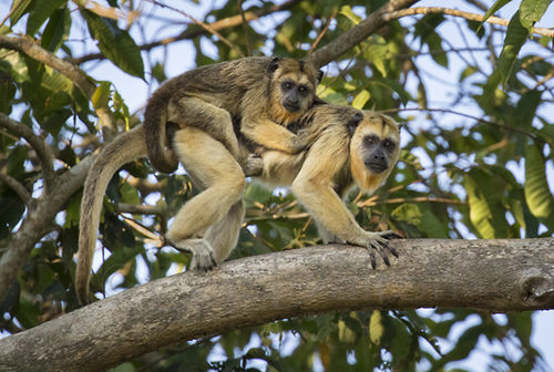 Black-and-gold Howler Monkey
