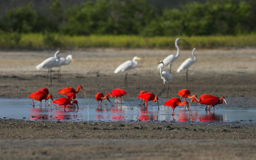 Scarlet Ibis & Egrets