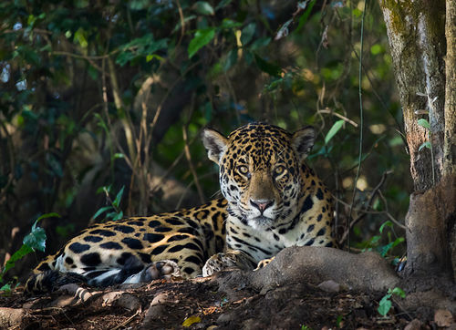 Jaguar