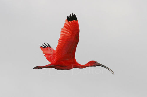 Scarlet Ibis