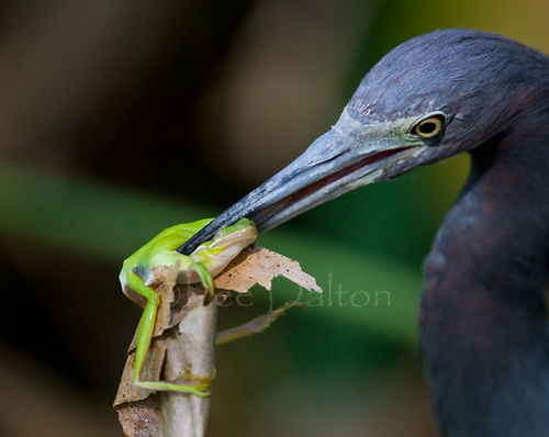 Little Blue Heron
