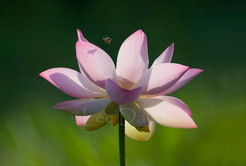 LOTUS & HONEYBEE