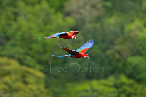 Red & Green Macaws