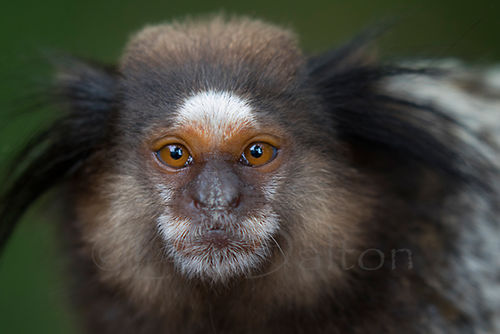 MARMOSET