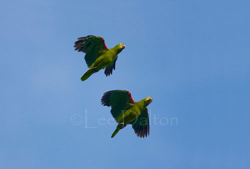 Mealy parrots