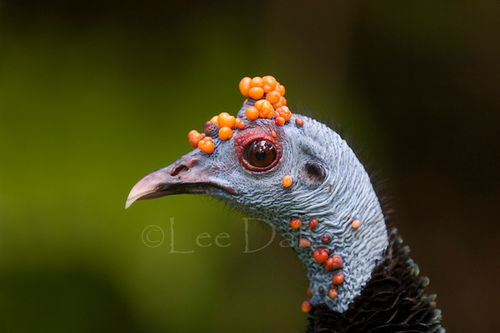 OCELLATED TURKEY