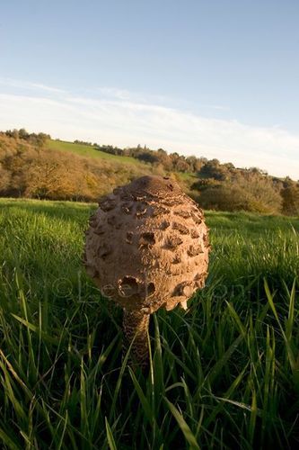 PARASOL MUSHROOM
