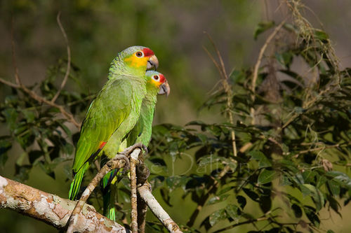 Red-lored Parrot