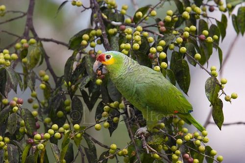 Red-lored Parrot