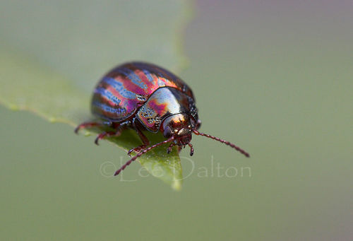 ROSEMARY BEETLE