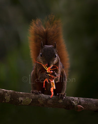 Red-tailed Squirrel