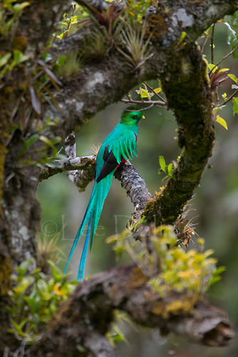 Resplendent quetzal