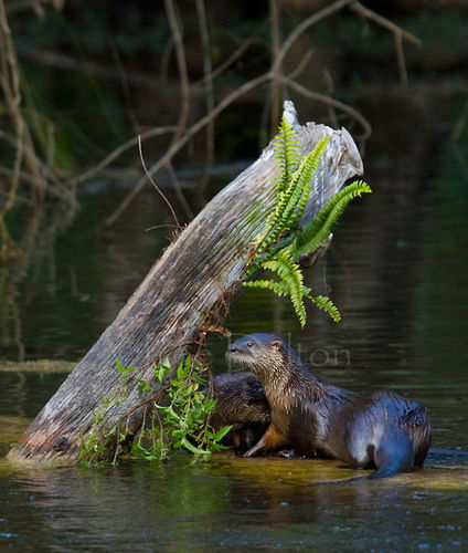 North American River Otters