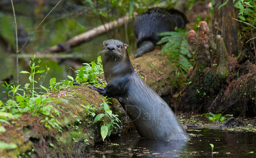 NORTH AMERICAN RIVER OTTER
