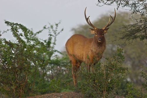 Sambar