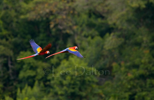Scarlet macaws