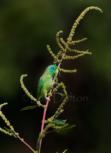 Spectacled Parrotlet