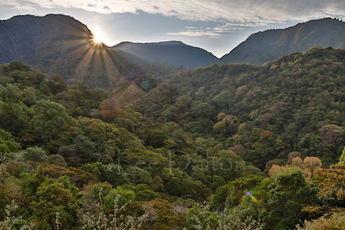 Mount Totumas Cloud Forest