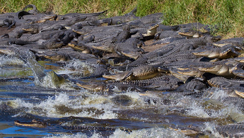 'Deep hole' alligators